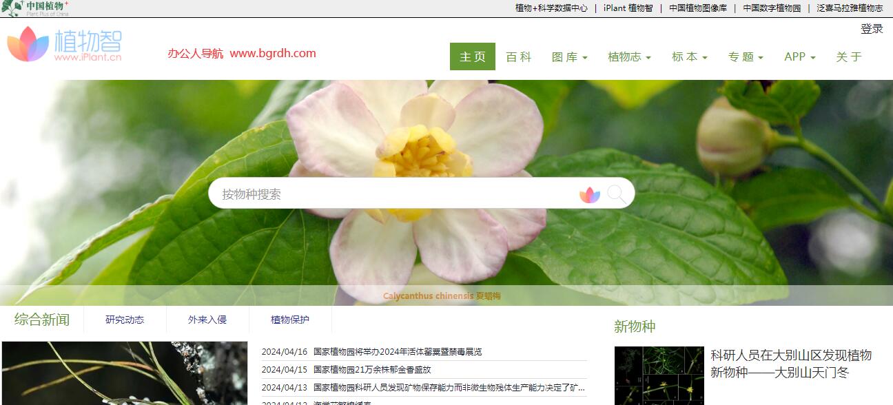 iPlant植物智插图 iPlant植物智