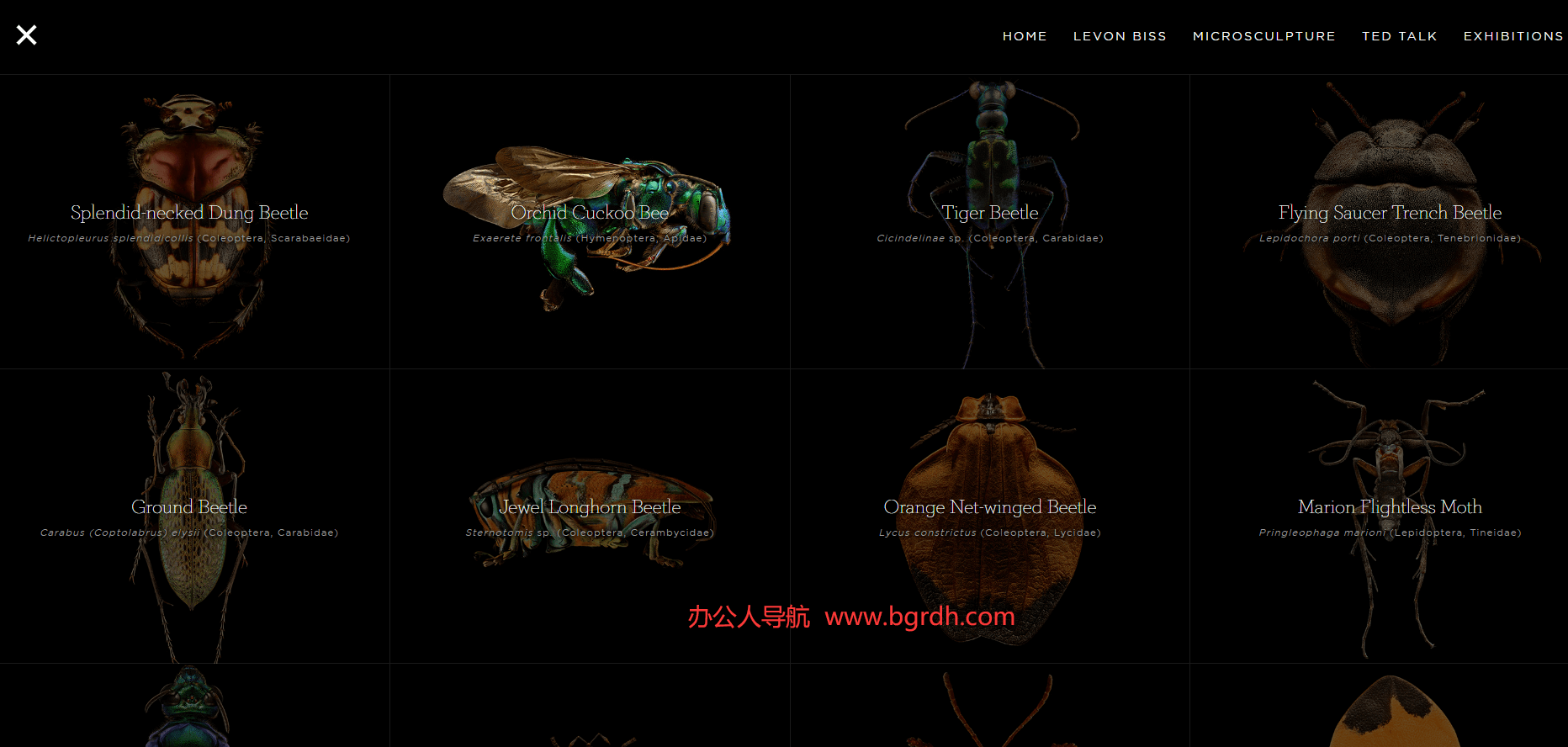 Microsculpture插图 Microsculpture