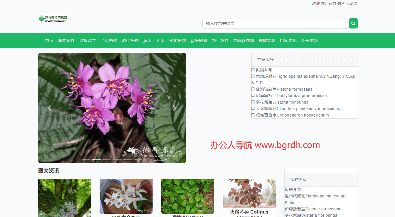花卉图片网插图 花卉图片网